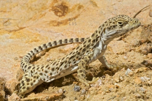Long-Nosed Leopard Lizard (Gambelia Wislizenii