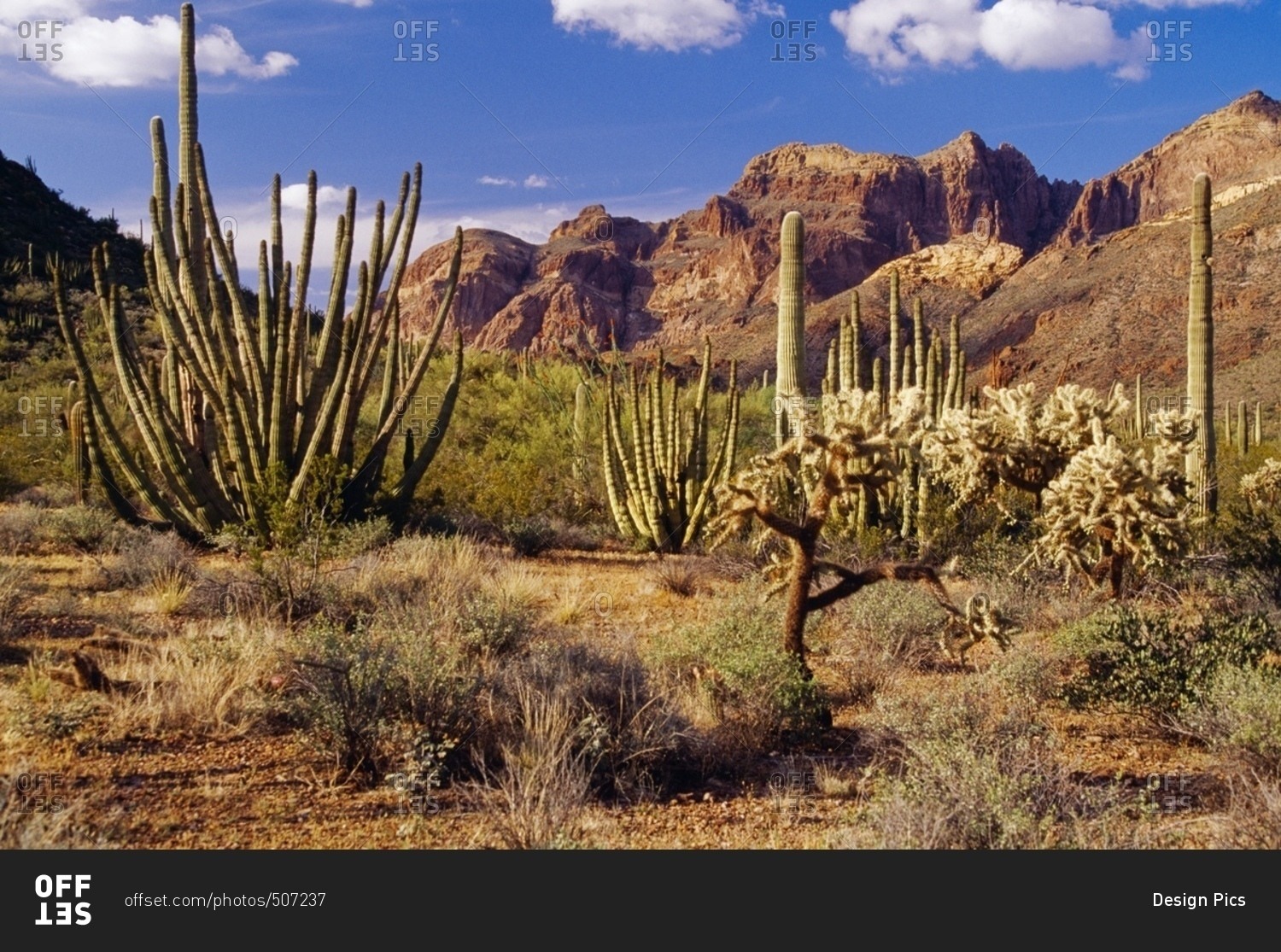 Organ Pipe Cactus National Monument, Sonoran Desert, Arizona, Usa
