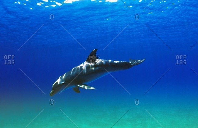 Bottlenose Dolphin