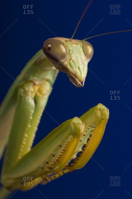 Close-up Of Praying Mantis