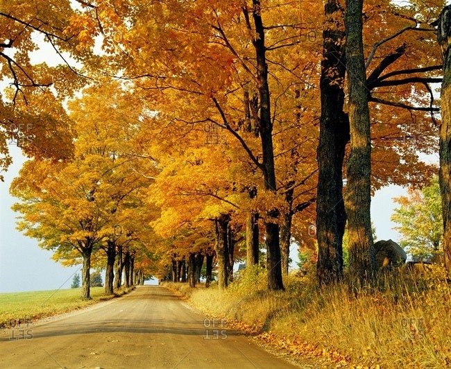 Road In Autumn, Eastern Townships, Quebec, Canada