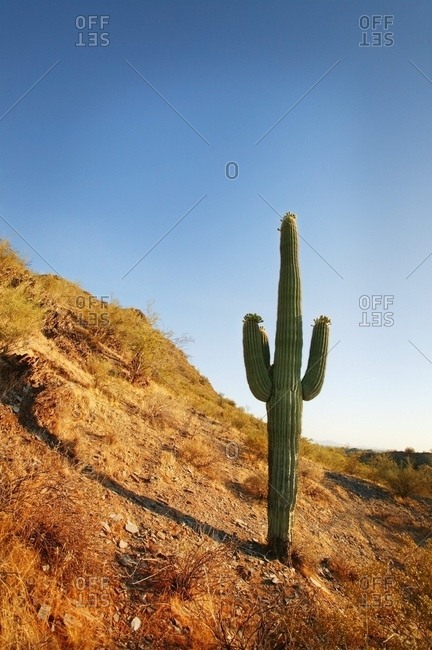 Desert Landscape