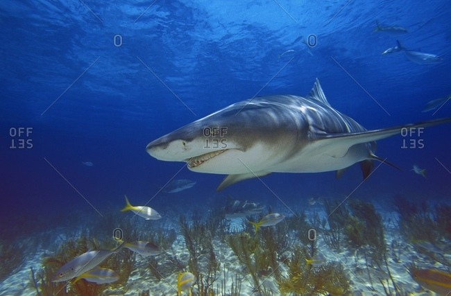 Lemon Shark