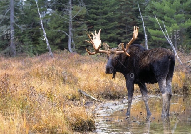 Bull Moose In Stream - Offset