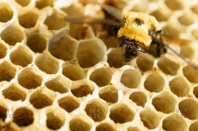 A Bee On A Honeycomb