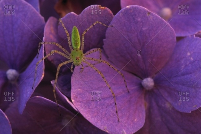 Close Up Of Male Green Lynx Spider Resting On A Purple Flower