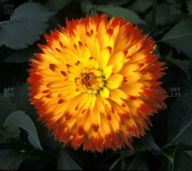 A Chrysanthemum Bloom
