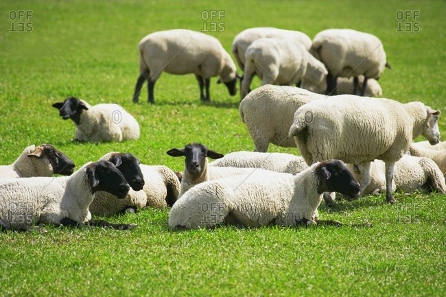 Flock Of Sheep Resting And Grazing