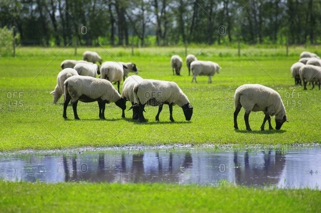 Flock Of Grazing Sheep