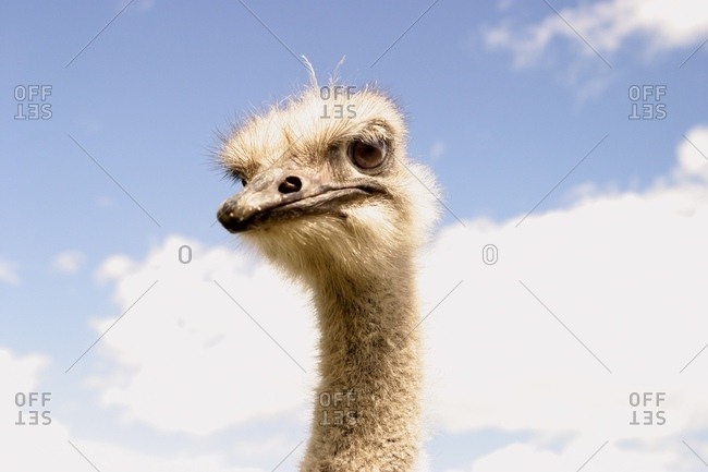 Ostrich Head