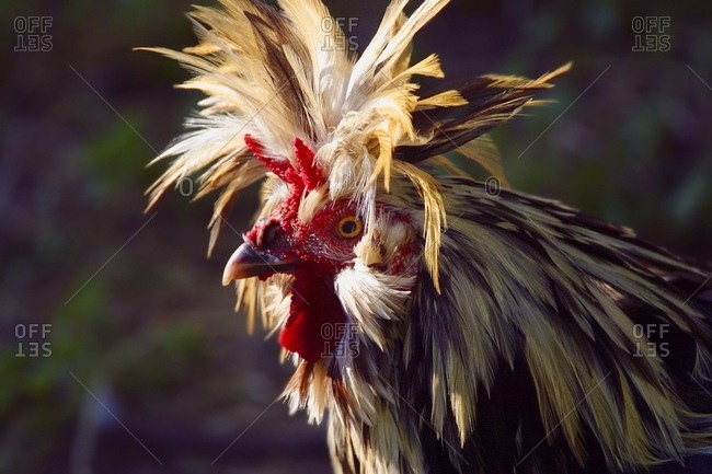 funny rooster stock photos - OFFSET