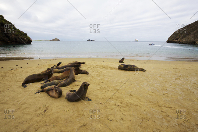 Sea lions on golden sand beach with rocky promontories