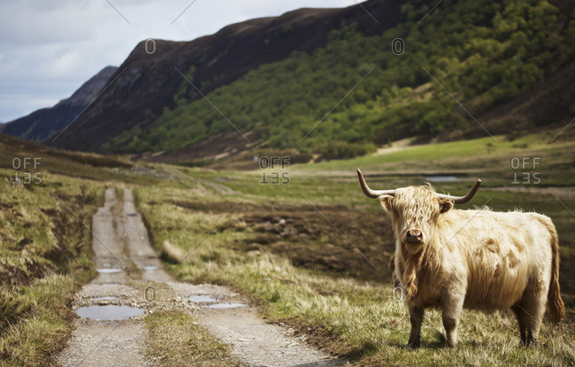 Scottish Highland landscape with long horned Highland cattle in foreground