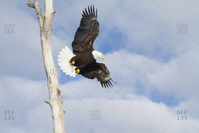Bald eagle (Haliaeetus leucocephalus) in flight, South-central Alaska; Alaska, United States of America