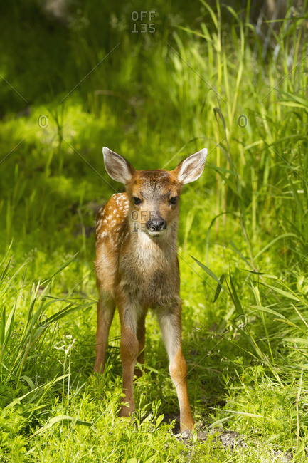 Captive Black-tailed deer (Odocoileus hemionus) fawn at the Alaska Wildlife Conservation Center in summertime; Portage, Alaska, United States of America
