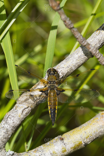 Four-spotted Skimmer Dragonfly (Libellula quadrimaculata) rests on in the brush during windy conditions, summertime in South-central Alaska; Anchorage, Alaska, United States of America