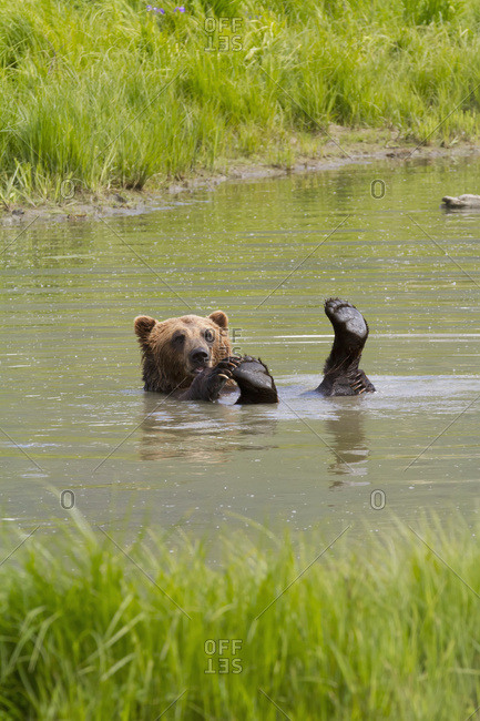 Captive brown bear (ursus arctos) playing in pond at Alaska Wildlife Conservation Center in summertime; Portage, Alaska, United States of America