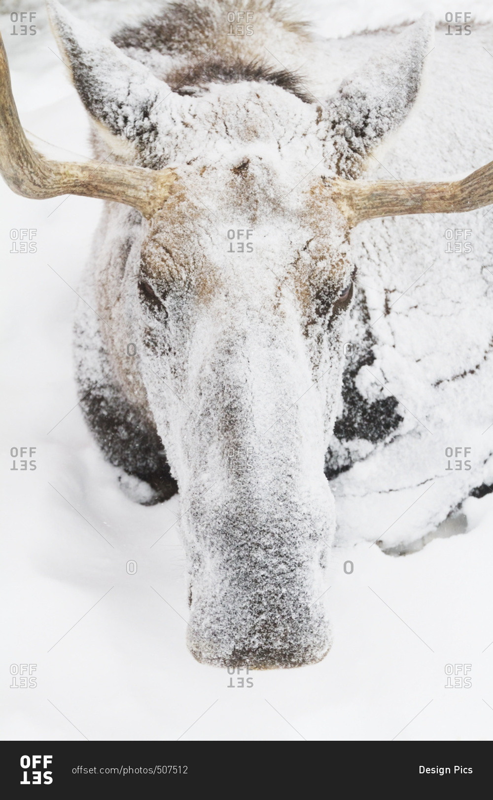 Captive bull moose (alces alces) covered in snow at the Alaska Wildlife Conservation Center in winter; Portage, Alaska, United States of America