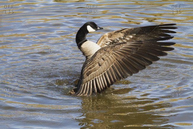 Canada goose discount anchorage