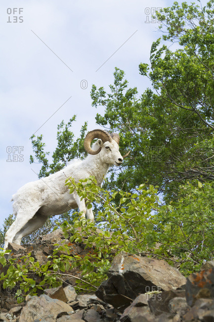 Dall Sheep (ovis dalli) ram on rocks, South-central Alaska in summertime; Alaska, United States of America