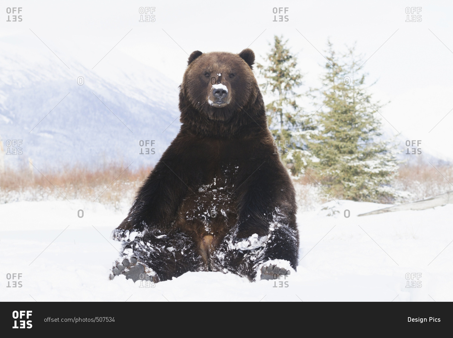 Captive Grizzly bear (ursus arctos horribilis) sitting in snow at the Alaska Wildlife Conservation Center in winter; Portage, Alaska, United States of America