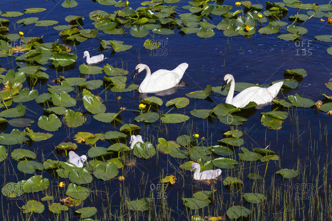 A family of Trumpeter Swans (Cygnus buccinator) in a small pond next to the Seward Highway at Mile 14.7, South-central Alaska in summertime; Alaska, United States of America