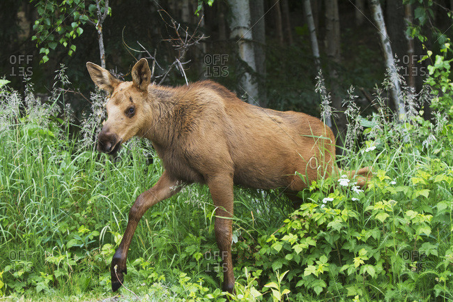 A moose (alces alces) calf feeds on vegetation near it's mother, summertime in south-central Alaska; Anchorage, Alaska, United States of America