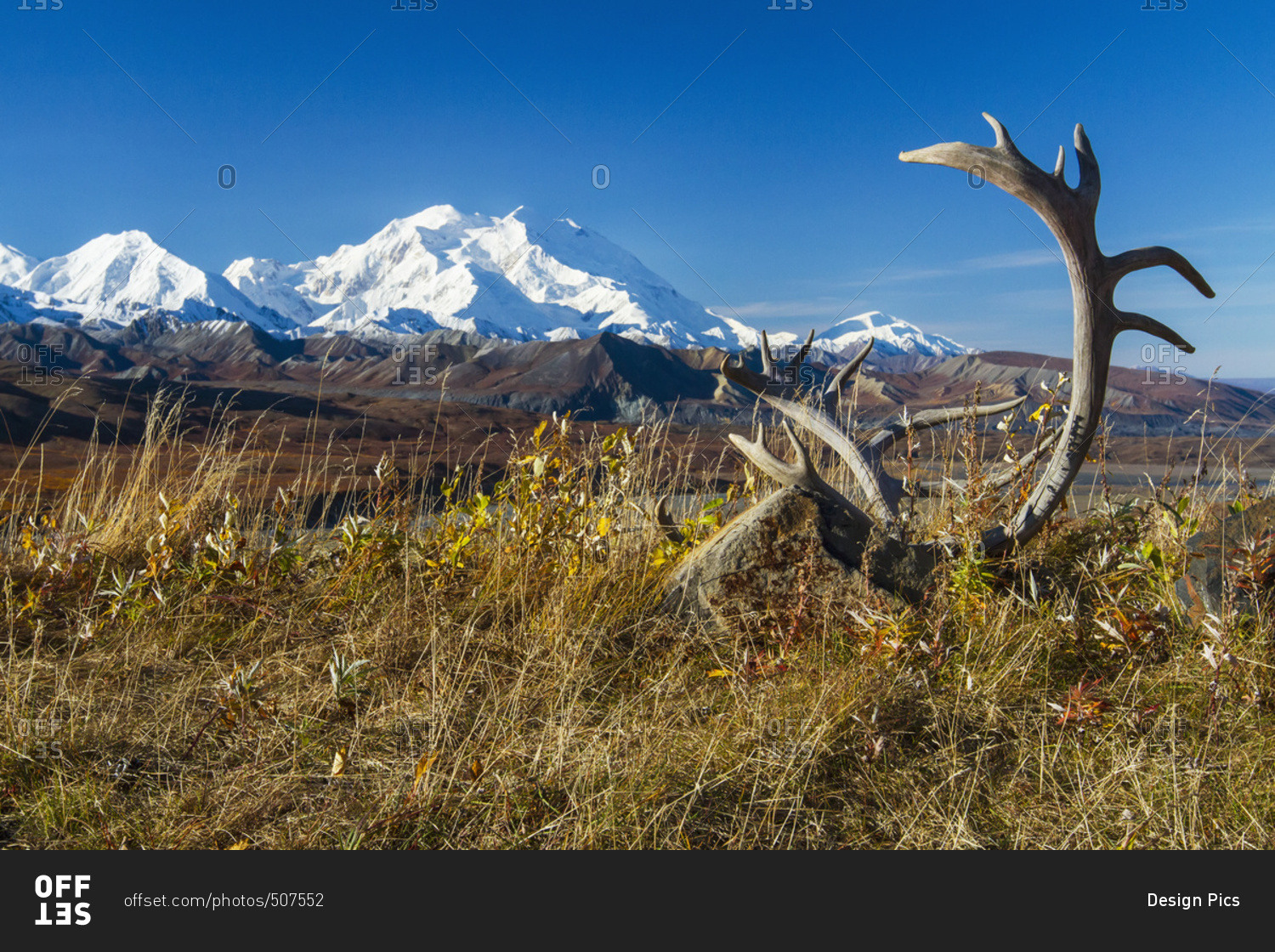 A set of caribou antlers lay in the foreground with Denali in background, Denali National Park and Preserve, interior Alaska in summertime; Alaska, United States of America