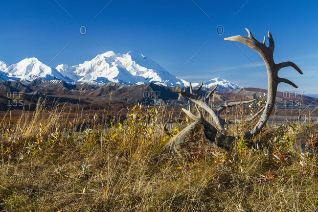 A set of caribou antlers lay in the foreground with Denali in background, Denali National Park and Preserve, interior Alaska in summertime; Alaska, United States of America