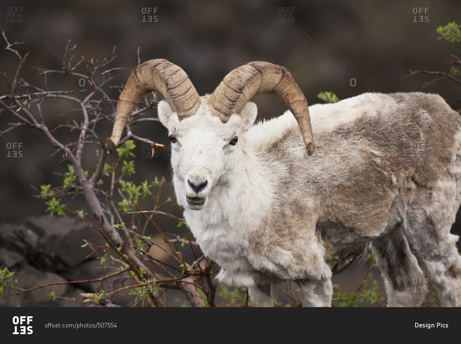 Dall sheep (ovis dalli) ram in springtime in Denali National Park and Preserve, interior Alaska; Alaska, United States of America