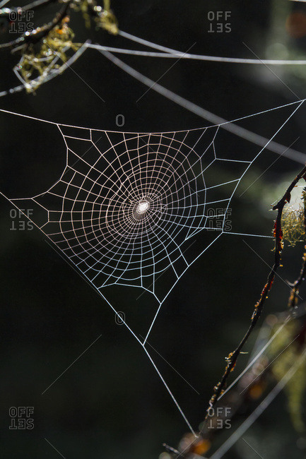 Spider web glistens in the low morning light in summertime, South-central Alaska near Cooper Landing; Alaska, United States of America