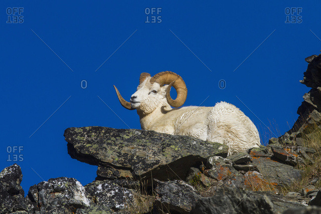 Large Dall sheep (ovis dalli) ram in rocky area, Denali National Park and Preserve, interior Alaska in autumn; Alaska, United States of America