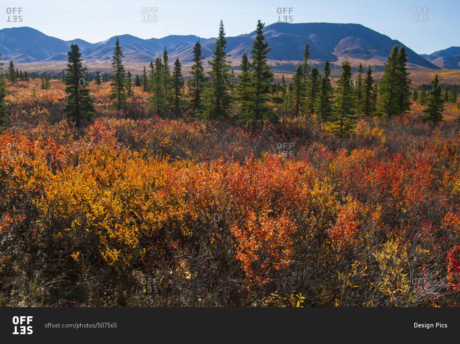 Autumn colors in Denali National Park and Preserve, interior Alaska in autumn; Alaska, United States of America