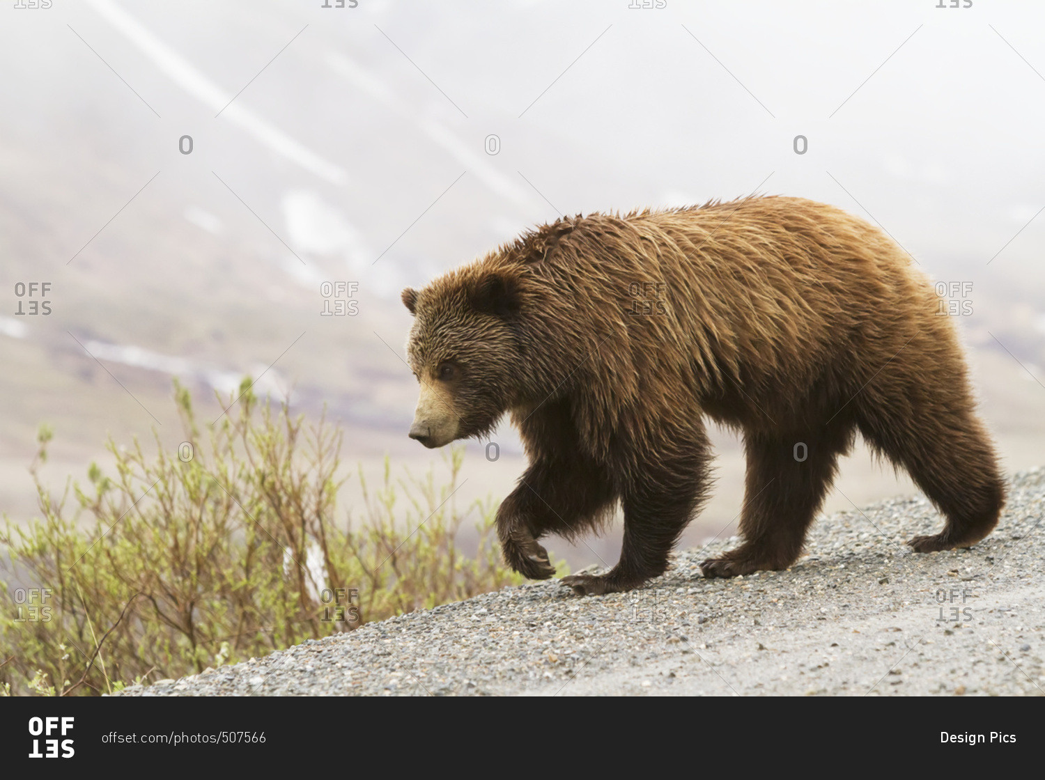 Grizzly bear (ursus arctos horribilis) on park road, Denali National Park and Preserve, summertime in interior Alaska; Alaska, United States of America