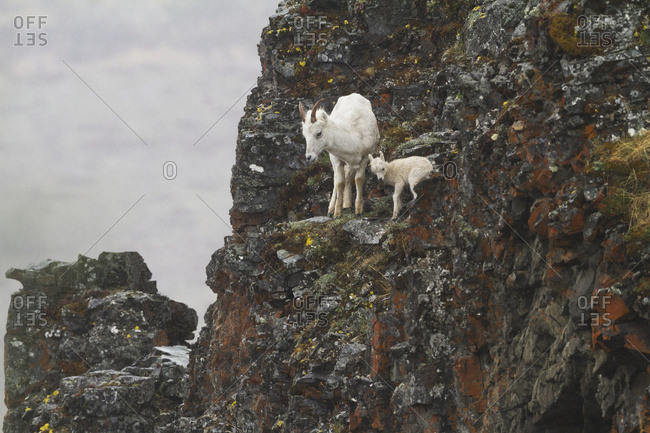 Dall sheep (ovis dalli) ewe and lamb, Denali National Park and Preserve, interior Alaska in summertime, Polychrome Pass area of the park; Alaska, United States of America