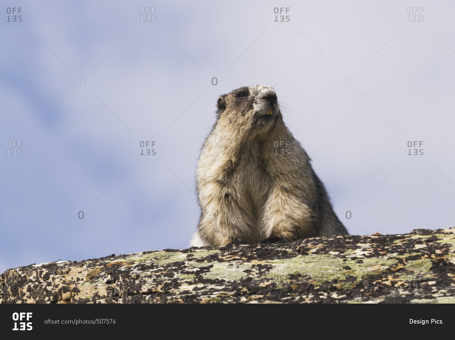 An adult Hoary Marmot (Marmota caligata) suns itself on a rock in the high country of Denali National Park and Preserve, interior Alaska in summertime; Alaska, United States of America