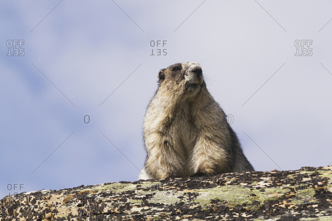 An adult Hoary Marmot (Marmota caligata) suns itself on a rock in the high country of Denali National Park and Preserve, interior Alaska in summertime; Alaska, United States of America