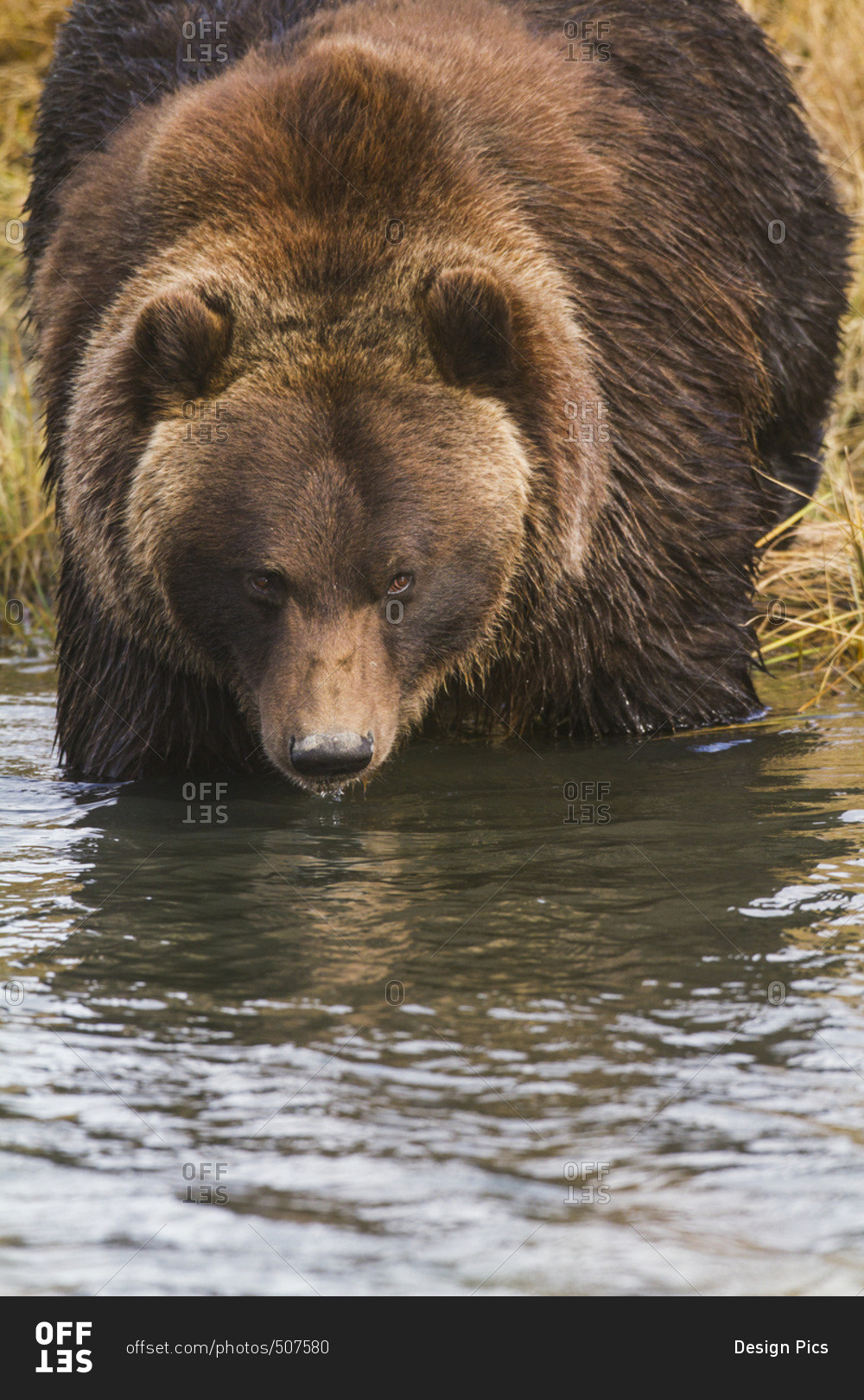 Captive Grizzly bear (ursus arctos horribilis) in autumn at the Alaska Wildlife Conservation Center, looking at camera while crossing small pond; Portage, Alaska, United States of America