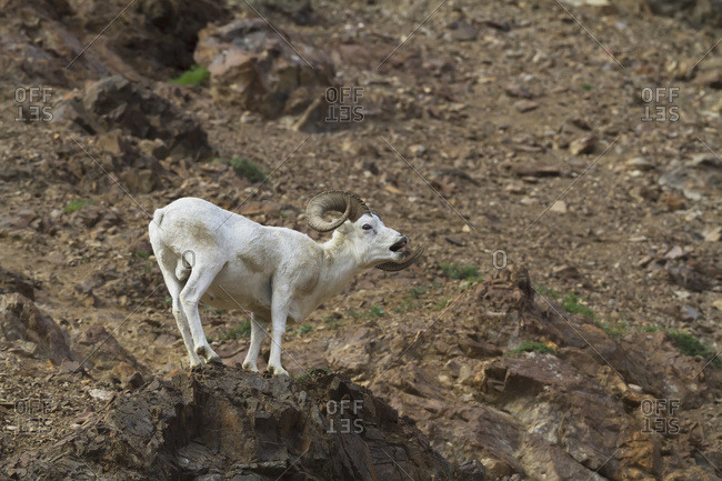 Mature Dall sheep (ovis dalli) ram standing on a rocky area with open mouth, Denali National Park and Preserve, summertime in interior Alaska; Alaska, United States of America