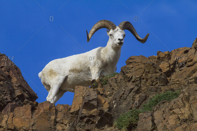 Dall sheep (ovis dalli) with nice flared horns and good coat, Denali National Park and Preserve, summertime in interior Alaska; Alaska, United States of America