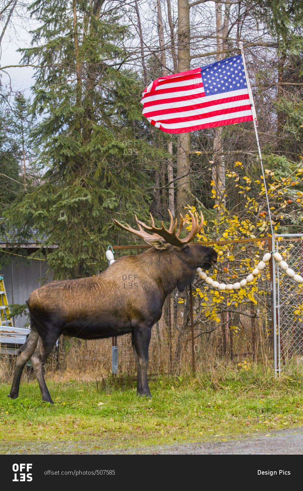 A large bull moose (alces alces) stands near an American flag near Jewel Lake Road in autumn; Anchorage, Alaska, United States of America