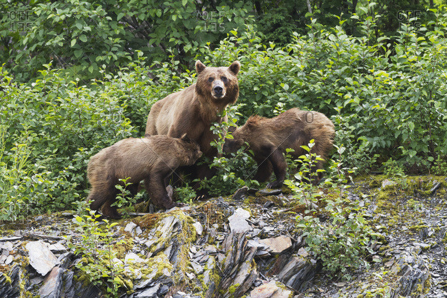 Brown bear cubs (ursus arctos) nurse from mother, Valdez area near fish hatchery at Allison Point, south-central Alaska in summertime; Alaska, United States of America