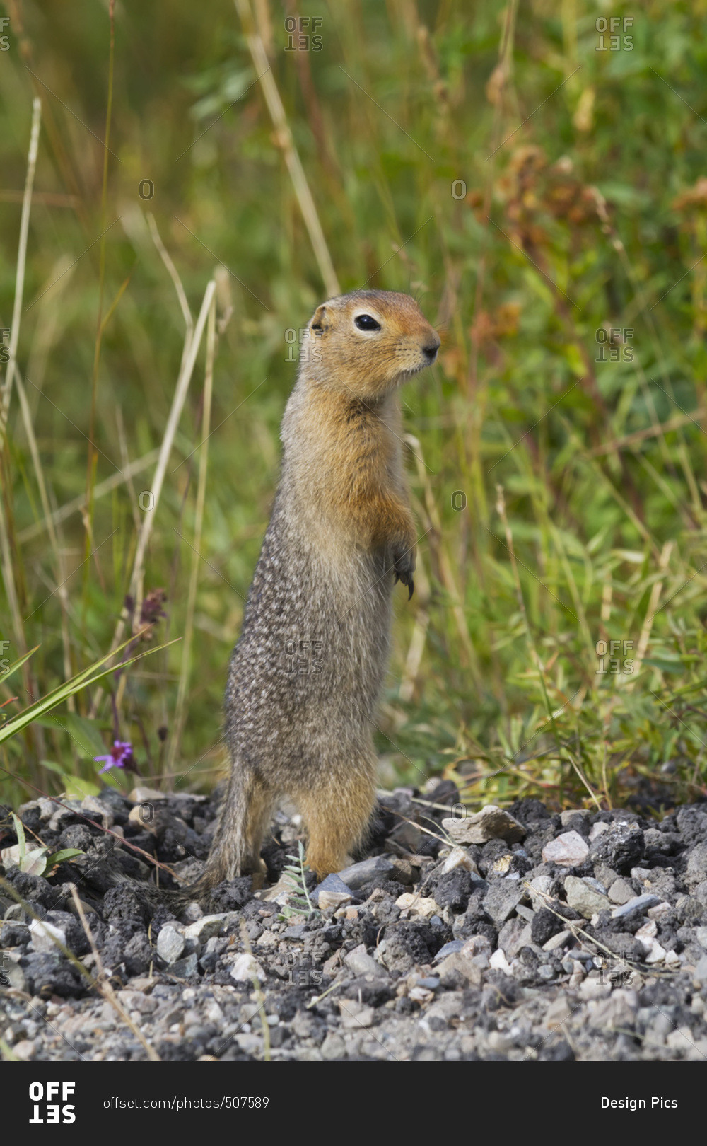 Arctic ground squirrel (Spermophilus parryii) standing on rocky ground, interior Alaska; Alaska, United States of America