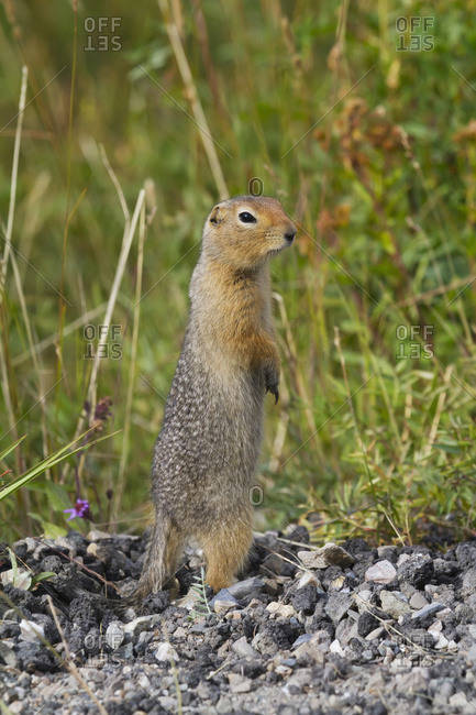 Arctic ground squirrel (Spermophilus parryii) standing on rocky ground, interior Alaska; Alaska, United States of America