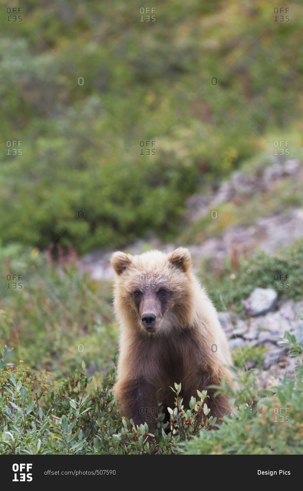 Grizzly (ursus arctos horribilis) cub on park road and looking at camera, Denali National Park and Preserve, interior Alaska in summertime; Alaska, United States of America