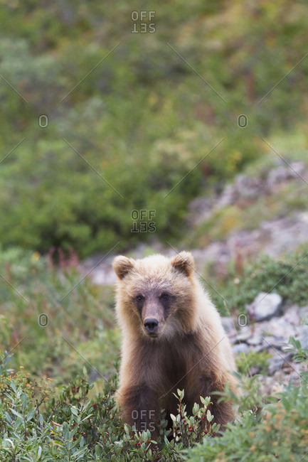 Grizzly (ursus arctos horribilis) cub on park road and looking at camera, Denali National Park and Preserve, interior Alaska in summertime; Alaska, United States of America