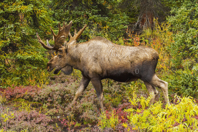 Bull moose (alces alces) with antlers out of velvet, Denali National Park and Preserve, interior Alaska in autumn; Alaska, United States of America