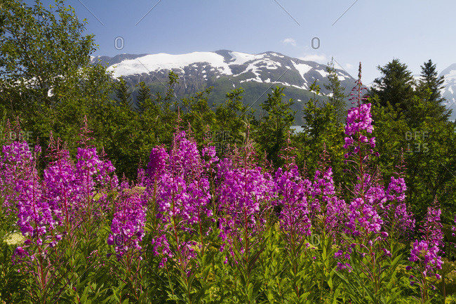A stand of fireweed (Chamerion angustifolium) next to Portage Lake in South-central Alaska in summertime; Alaska, United States of America