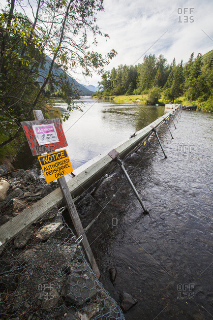 Russian River weir in summertime, this weir stops the salmon so they can be counted, electric wires are on it to deter bears from it, South-central Alaska near Cooper Landing; Alaska, United States of America