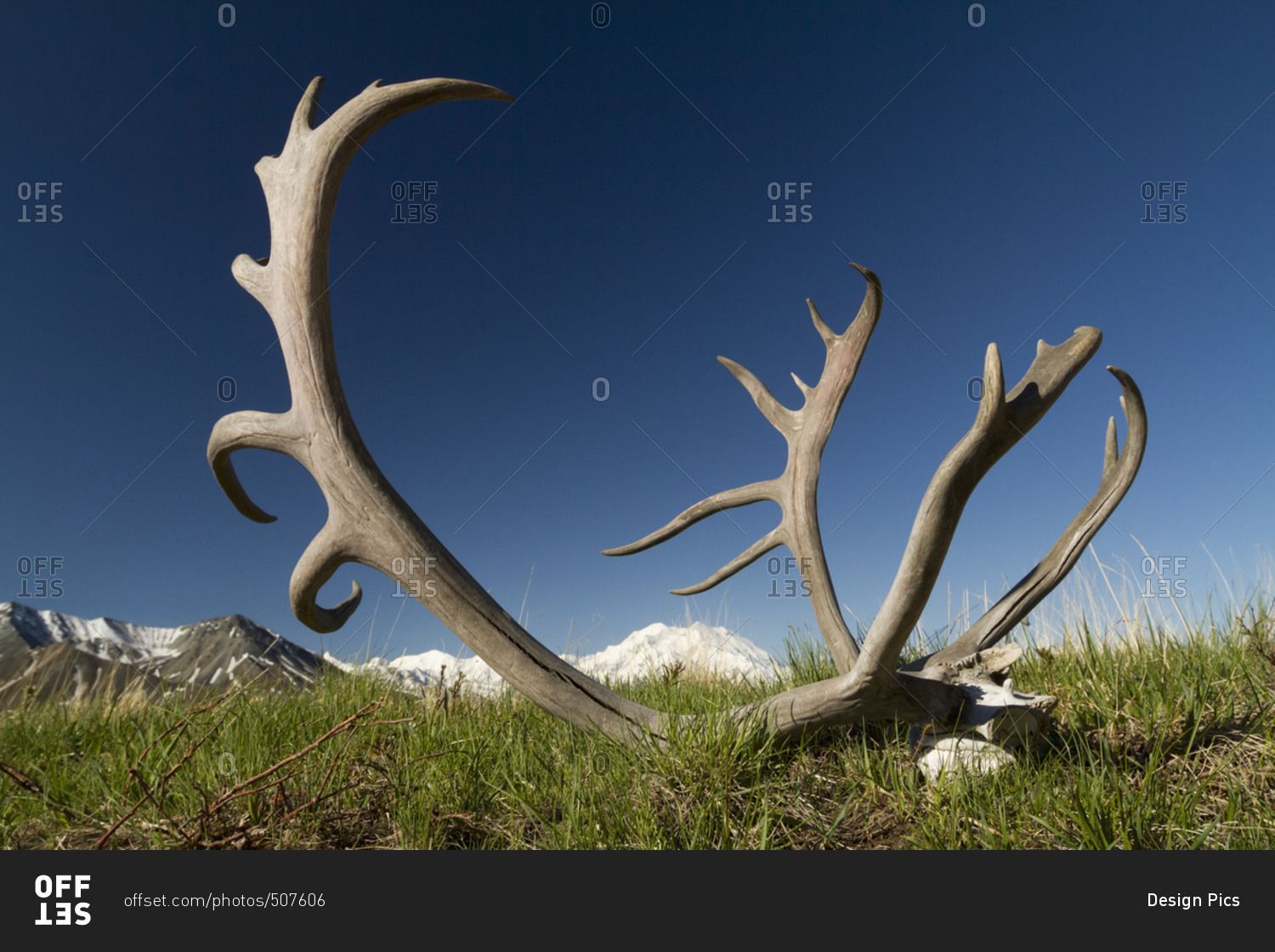 Caribou rack on tundra in Denali National Park with Denali in the background, interior Alaska in summertime; Alaska, United States of America